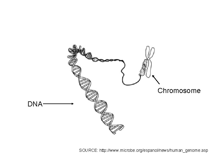 Chromosome DNA SOURCE: http: //www. microbe. org/espanol/news/human_genome. asp 