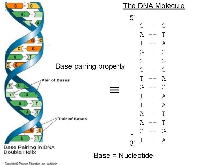 The DNA Molecule 5’ G A T G C Base pairing property G T