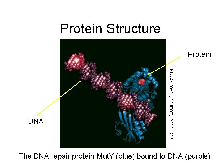 Protein Structure Protein PNAS cover, courtesy Amie Boal DNA The DNA repair protein Mut.