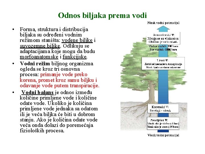 Odnos biljaka prema vodi • Forma, struktura i distribucija biljaka su određeni vodnim režimom