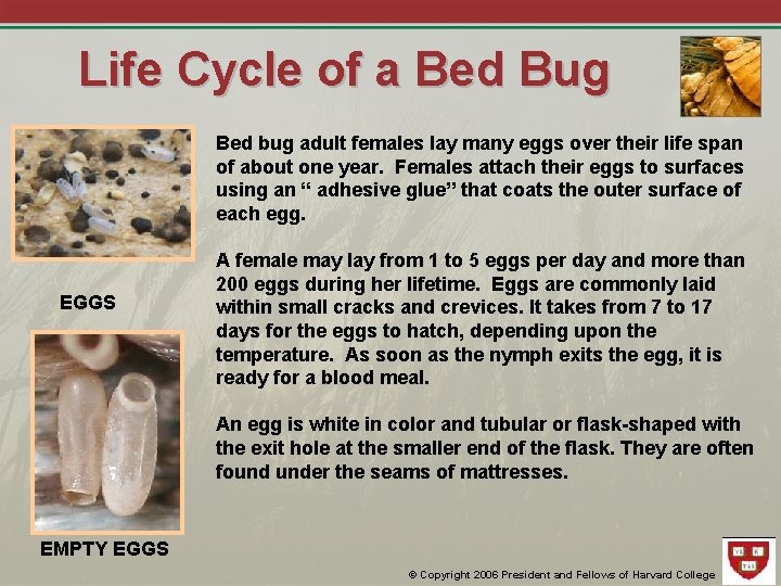 Life Cycle of a Bed Bug Bed bug adult females lay many eggs over