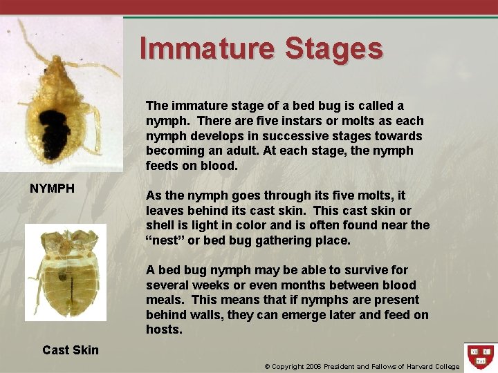 Immature Stages The immature stage of a bed bug is called a nymph. There