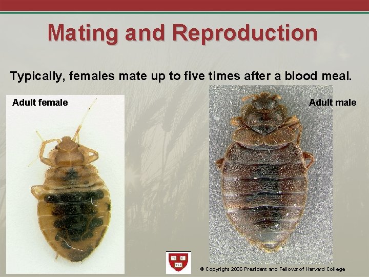 Mating and Reproduction Typically, females mate up to five times after a blood meal.