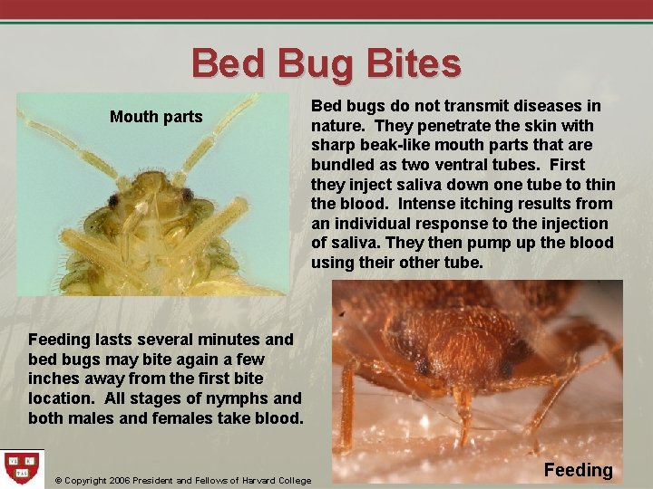 Bed Bug Bites Mouth parts Bed bugs do not transmit diseases in nature. They