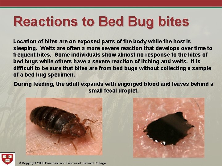 Reactions to Bed Bug bites Location of bites are on exposed parts of the