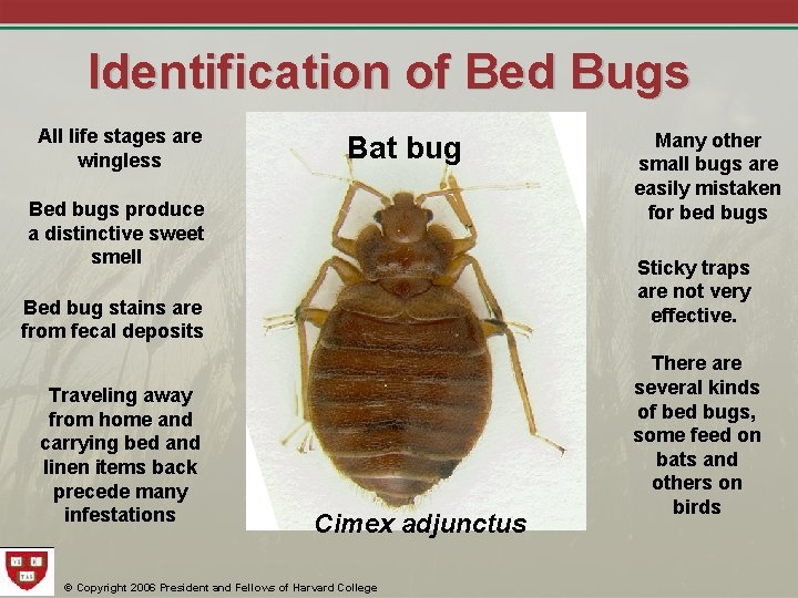 Identification of Bed Bugs All life stages are wingless Bat bug Bed bugs produce