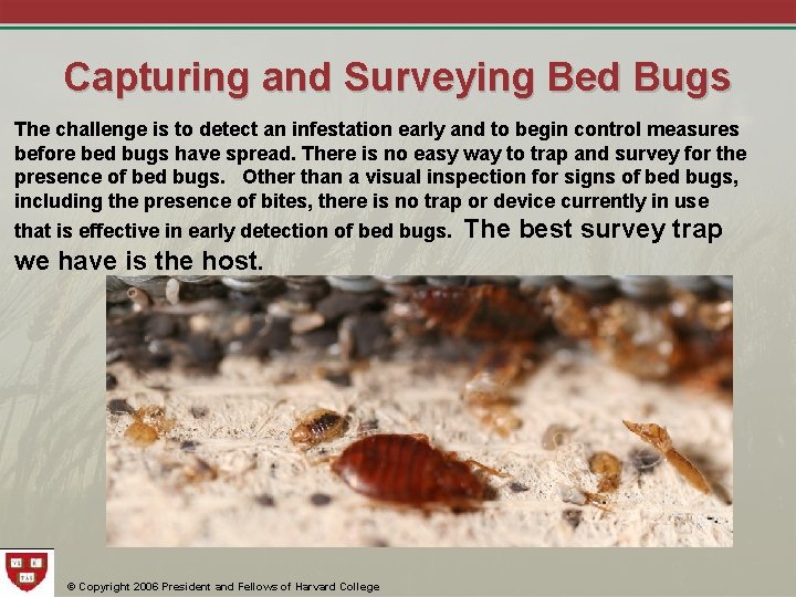 Capturing and Surveying Bed Bugs The challenge is to detect an infestation early and