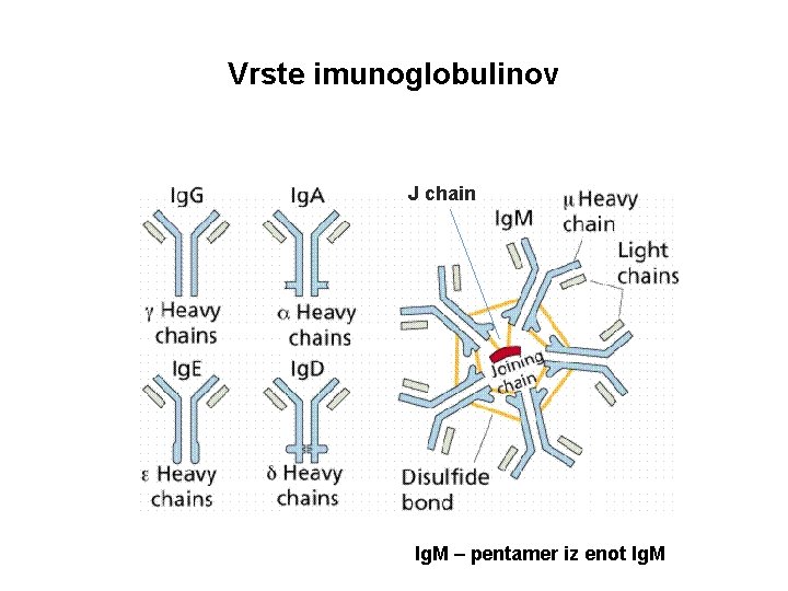 Vrste imunoglobulinov J chain Ig. M – pentamer iz enot Ig. M 