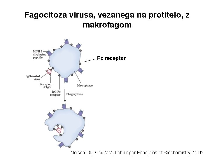 Fagocitoza virusa, vezanega na protitelo, z makrofagom Fc receptor Nelson DL, Cox MM, Lehninger