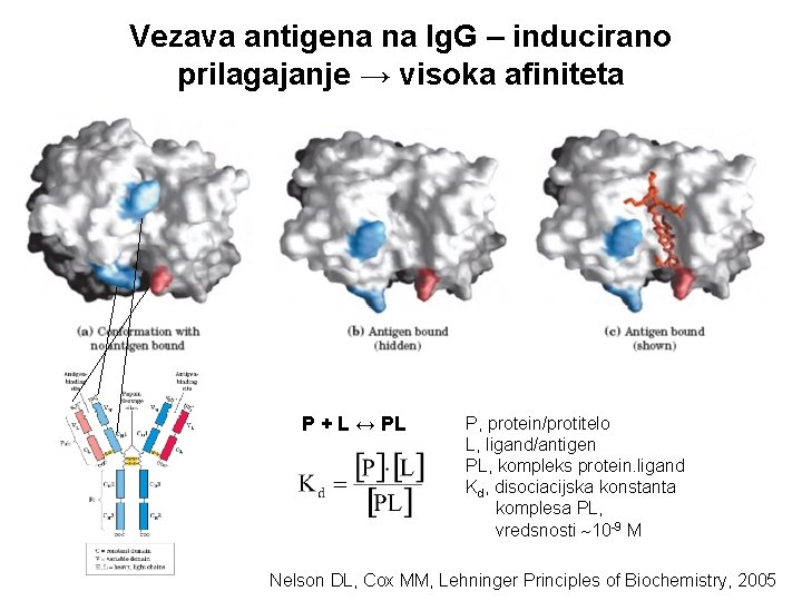 Vezava antigena na Ig. G – inducirano prilagajanje → visoka afiniteta P + L