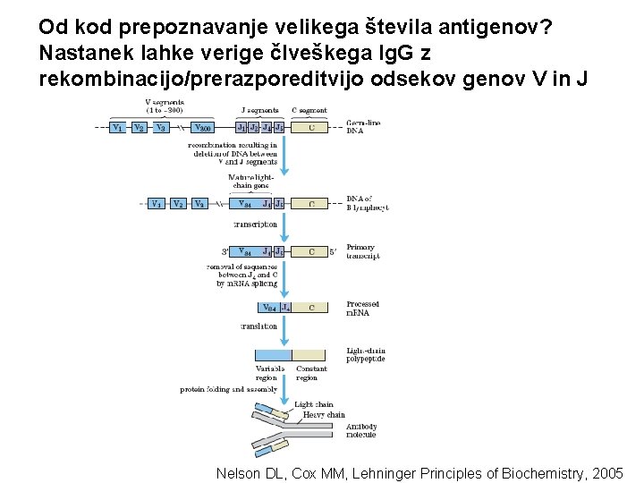 Od kod prepoznavanje velikega števila antigenov? Nastanek lahke verige člveškega Ig. G z rekombinacijo/prerazporeditvijo