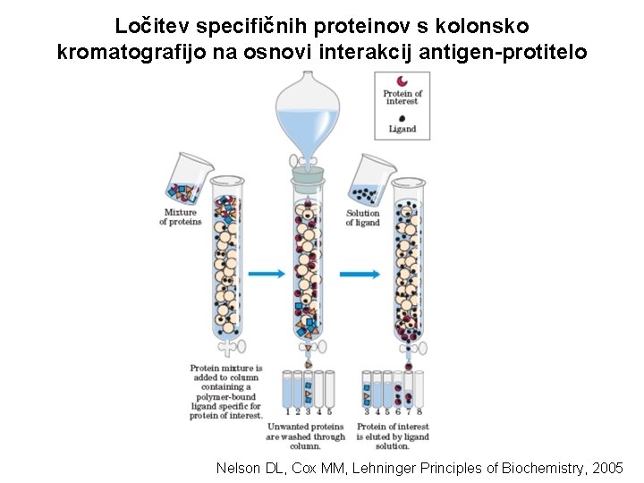 Ločitev specifičnih proteinov s kolonsko kromatografijo na osnovi interakcij antigen-protitelo Nelson DL, Cox MM,