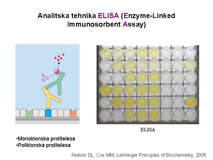 Analitska tehnika ELISA (Enzyme-Linked Immunosorbent Assay) • Monoklonska protitelesa • Poliklonska protitelesa Nelson DL,