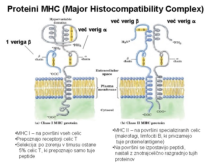 Proteini MHC (Major Histocompatibility Complex) več verig 1 veriga • MHC I – na