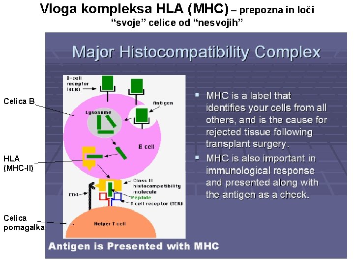 Vloga kompleksa HLA (MHC) – prepozna in loči “svoje” celice od “nesvojih” Celica B