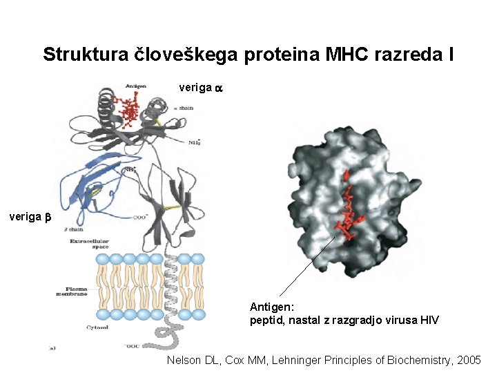 Struktura človeškega proteina MHC razreda I veriga Antigen: peptid, nastal z razgradjo virusa HIV