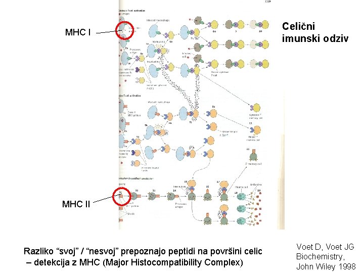 MHC I Celični imunski odziv MHC II Razliko “svoj” / “nesvoj” prepoznajo peptidi na