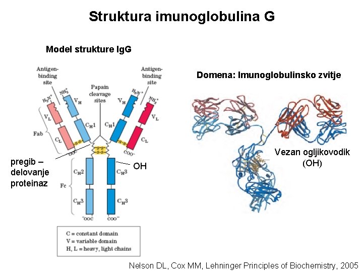 Struktura imunoglobulina G Model strukture Ig. G Domena: Imunoglobulinsko zvitje pregib – delovanje proteinaz