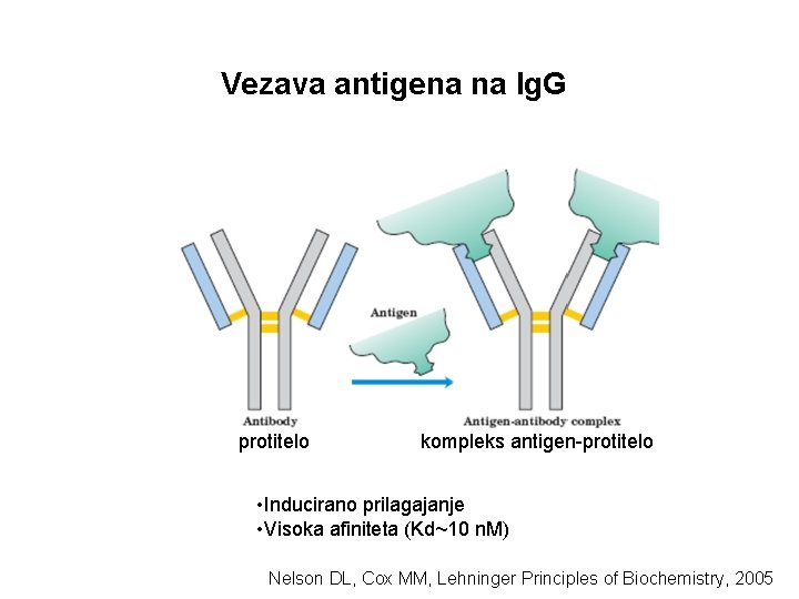 Vezava antigena na Ig. G protitelo kompleks antigen-protitelo • Inducirano prilagajanje • Visoka afiniteta