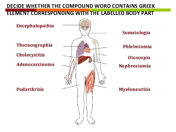 DECIDE WHETHER THE COMPOUND WORD CONTAINS GREEK ELEMENT CORRESPONDING WITH THE LABELLED BODY PART DECIDE WHETHER THE COMPOUND WORD CONTAINS GREEK ELEMENT CORRESPONDING WITH THE LABELLED BODY PART
