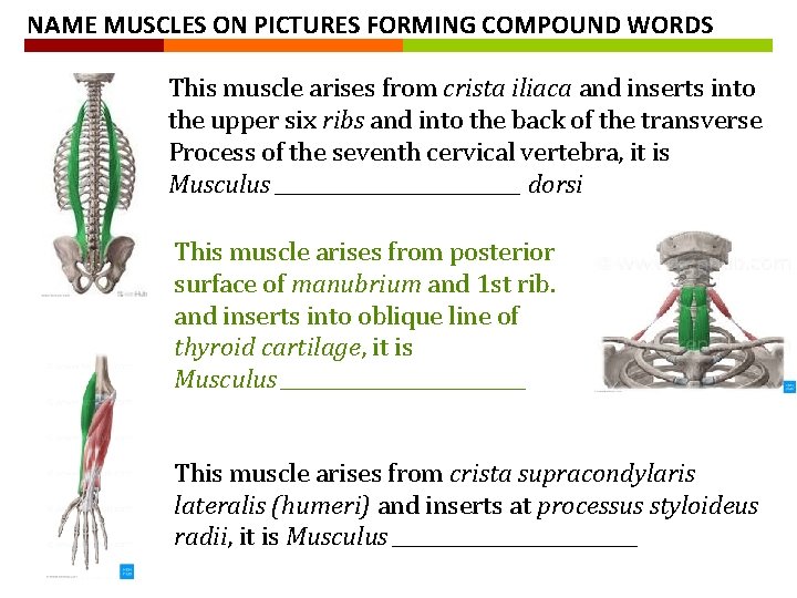 NAME MUSCLES ON PICTURES FORMING COMPOUND WORDS This muscle arises from crista iliaca and NAME MUSCLES ON PICTURES FORMING COMPOUND WORDS This muscle arises from crista iliaca and