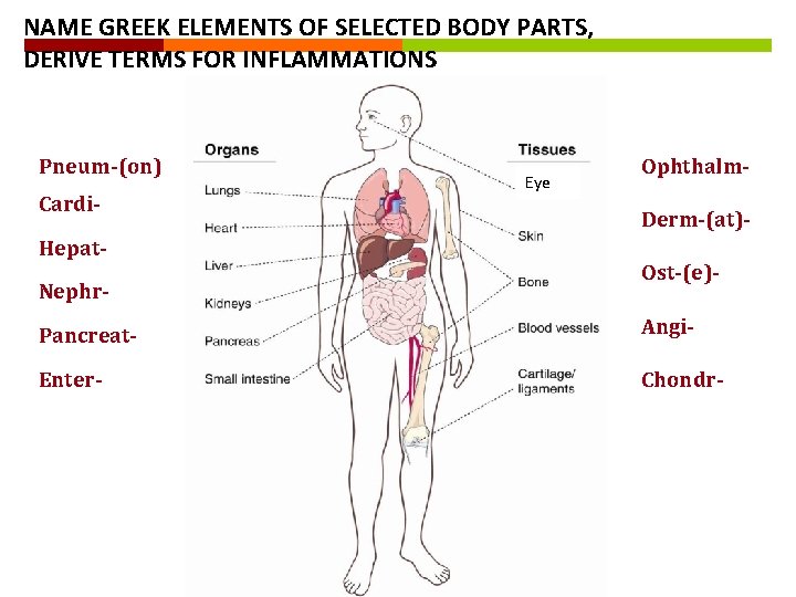 NAME GREEK ELEMENTS OF SELECTED BODY PARTS, DERIVE TERMS FOR INFLAMMATIONS Pneum-(on) Cardi. Hepat. NAME GREEK ELEMENTS OF SELECTED BODY PARTS, DERIVE TERMS FOR INFLAMMATIONS Pneum-(on) Cardi. Hepat.
