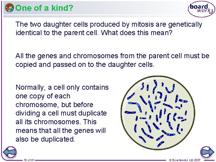One of a kind? The two daughter cells produced by mitosis are genetically identical