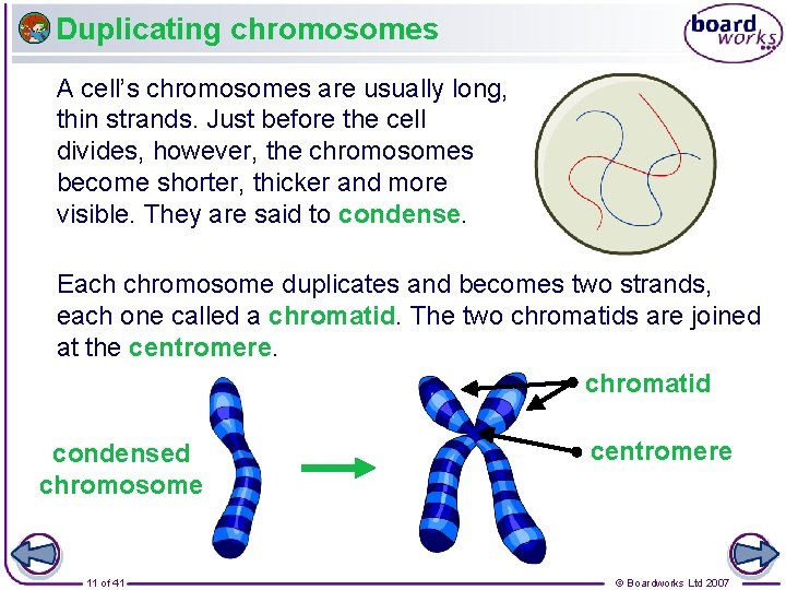 Duplicating chromosomes A cell’s chromosomes are usually long, thin strands. Just before the cell