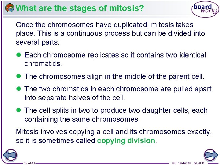 What are the stages of mitosis? Once the chromosomes have duplicated, mitosis takes place.