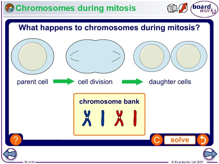 Chromosomes during mitosis 15 of 41 © Boardworks Ltd 2007 