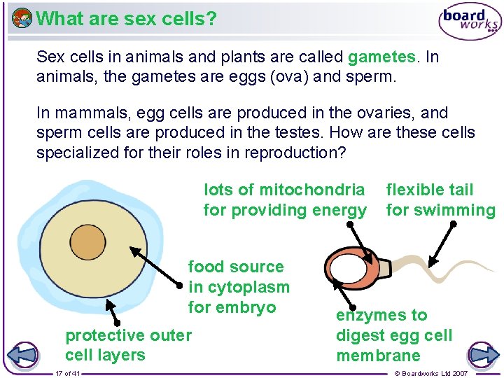 What are sex cells? Sex cells in animals and plants are called gametes. In