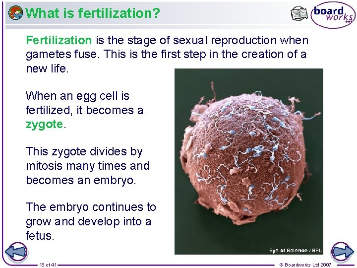 What is fertilization? Fertilization is the stage of sexual reproduction when gametes fuse. This