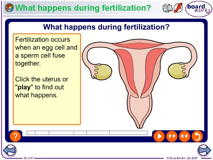 What happens during fertilization? 19 of 41 © Boardworks Ltd 2007 