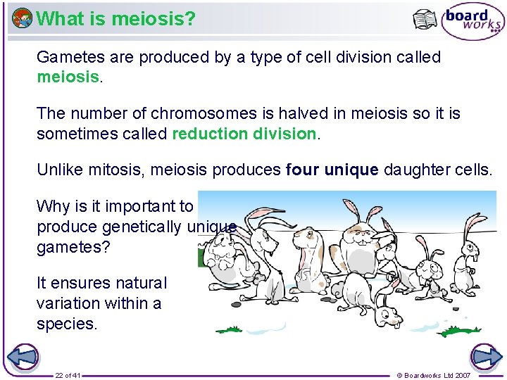 What is meiosis? Gametes are produced by a type of cell division called meiosis.