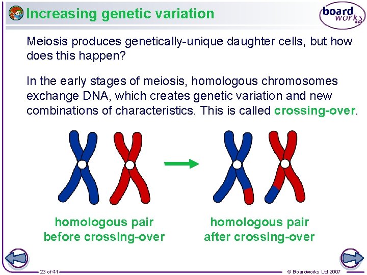 Increasing genetic variation Meiosis produces genetically-unique daughter cells, but how does this happen? In