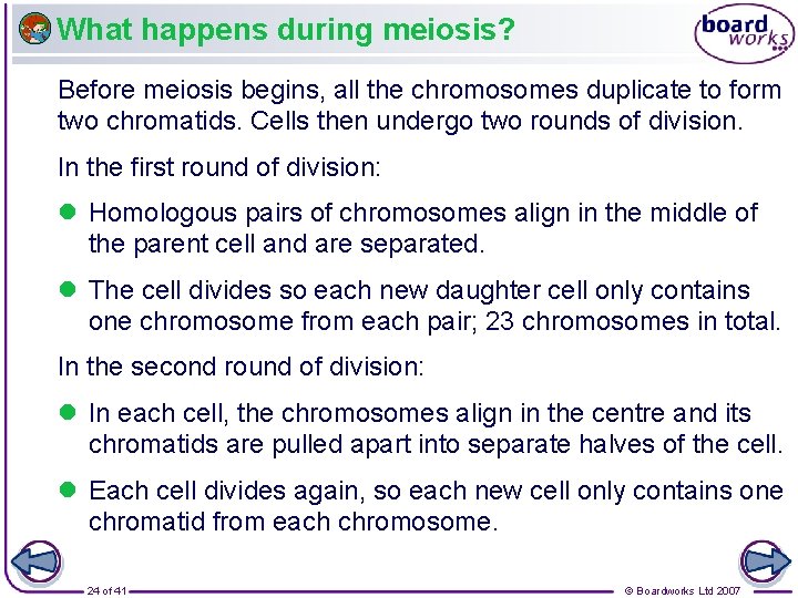 What happens during meiosis? Before meiosis begins, all the chromosomes duplicate to form two