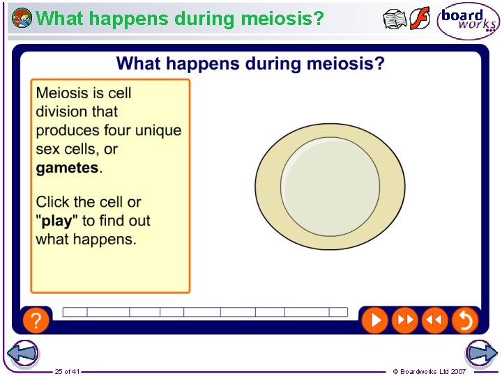 What happens during meiosis? 25 of 41 © Boardworks Ltd 2007 