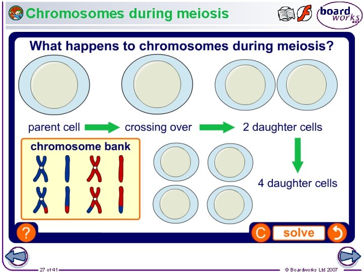 Chromosomes during meiosis 27 of 41 © Boardworks Ltd 2007 