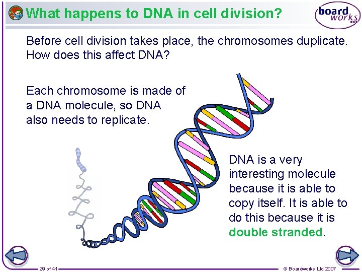 What happens to DNA in cell division? Before cell division takes place, the chromosomes