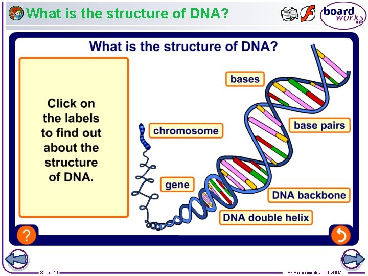What is the structure of DNA? 30 of 41 © Boardworks Ltd 2007 