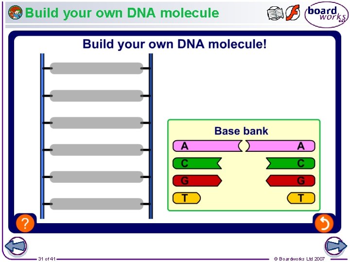 Build your own DNA molecule 31 of 41 © Boardworks Ltd 2007 