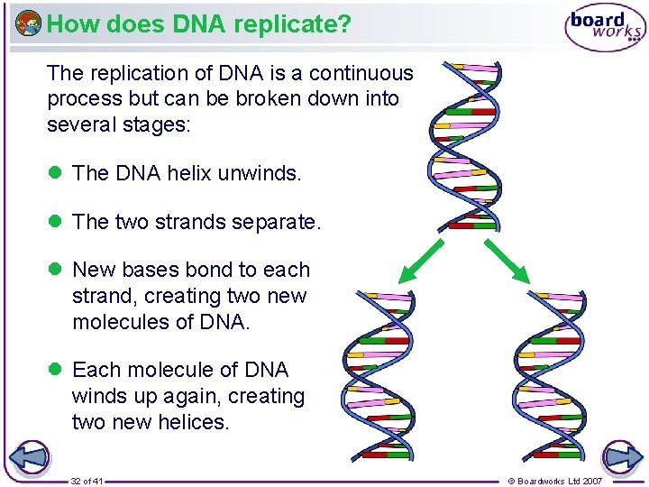 How does DNA replicate? The replication of DNA is a continuous process but can