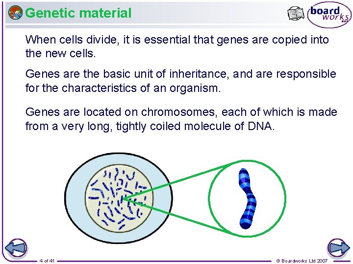 Genetic material When cells divide, it is essential that genes are copied into the
