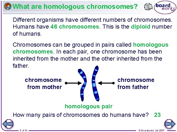 What are homologous chromosomes? Different organisms have different numbers of chromosomes. Humans have 46