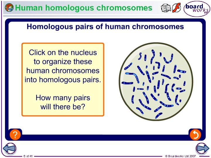 Human homologous chromosomes 6 of 41 © Boardworks Ltd 2007 