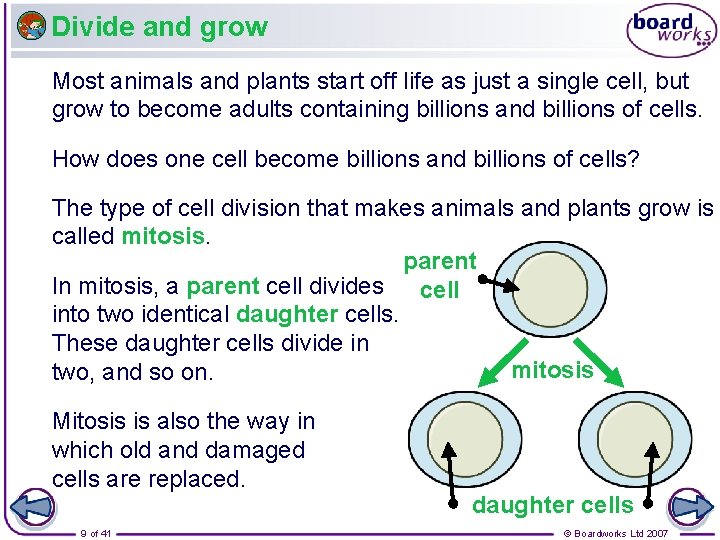 Divide and grow Most animals and plants start off life as just a single