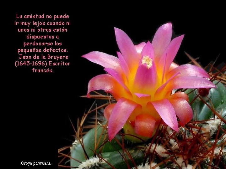 La amistad no puede ir muy lejos cuando ni unos ni otros están dispuestos La amistad no puede ir muy lejos cuando ni unos ni otros están dispuestos