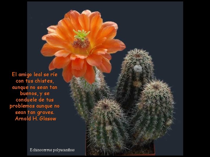 El amigo leal se ríe con tus chistes, aunque no sean tan buenos, y El amigo leal se ríe con tus chistes, aunque no sean tan buenos, y