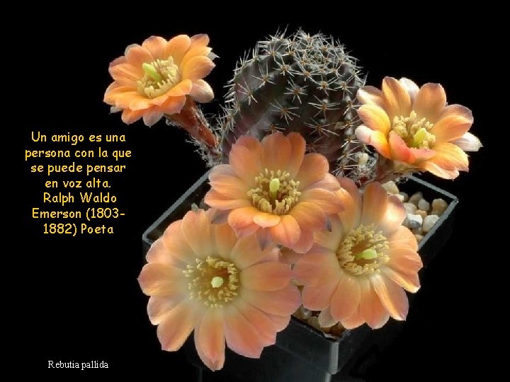 Un amigo es una persona con la que se puede pensar en voz alta. Un amigo es una persona con la que se puede pensar en voz alta.