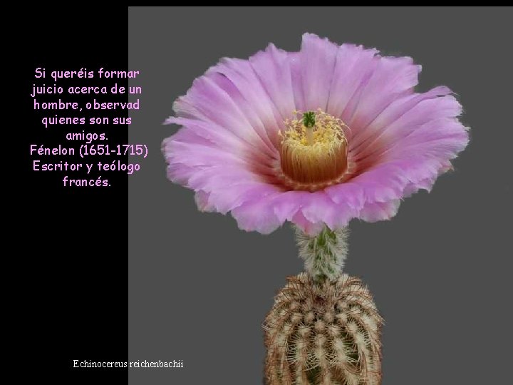 Si queréis formar juicio acerca de un hombre, observad quienes son sus amigos. Fénelon Si queréis formar juicio acerca de un hombre, observad quienes son sus amigos. Fénelon